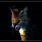 ***** Serval *****