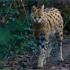 Serval