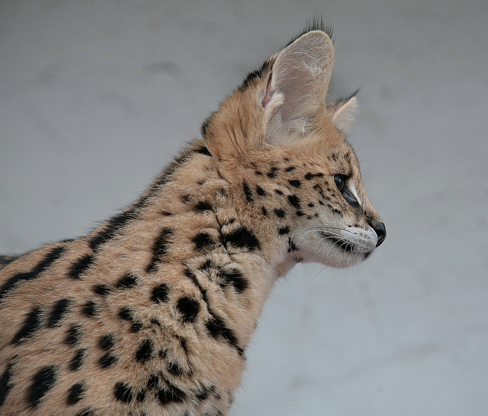 serval