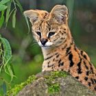 Serval