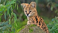 Serval