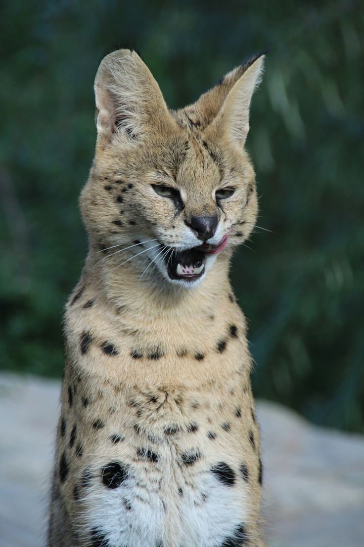 Serval