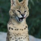 Serval