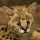 serval