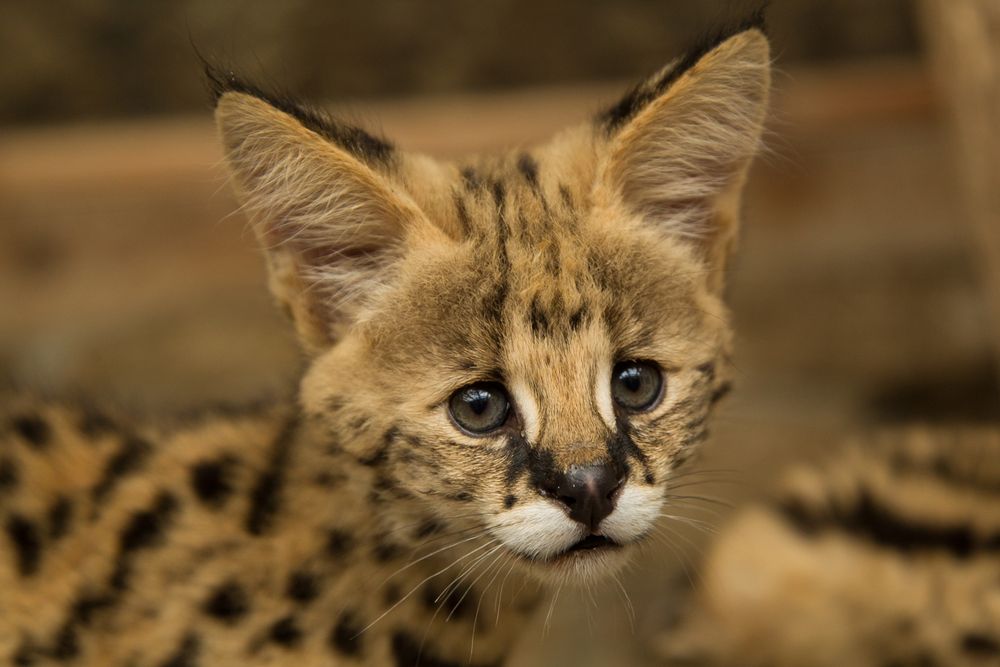 serval