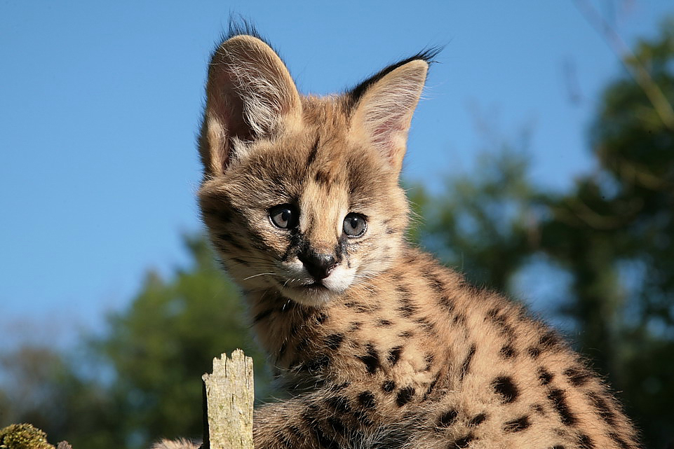 serval