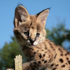 serval