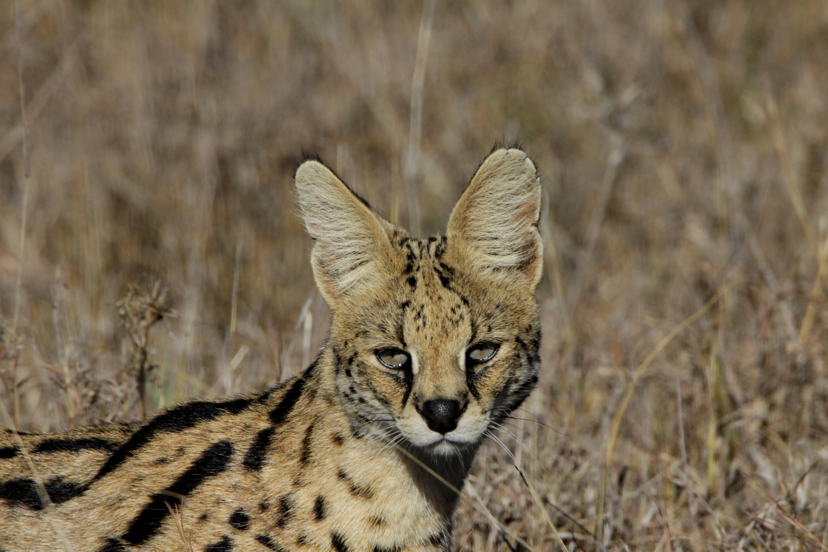 Serval