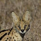 Serval