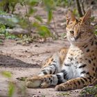 Serval