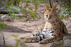 Serval