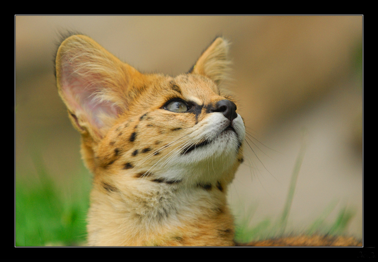 serval