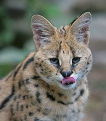 Serval