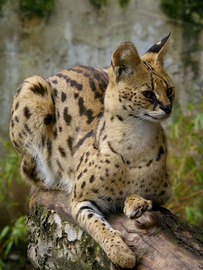 Serval Foto & Bild | tiere, zoo, wildpark & falknerei, säugetiere