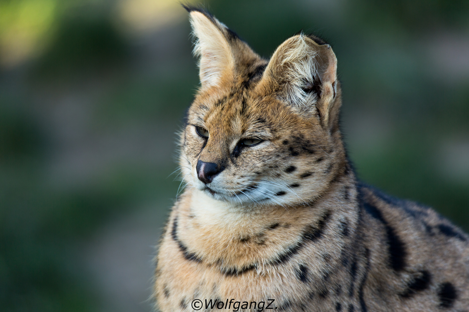 Serval