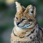 Serval