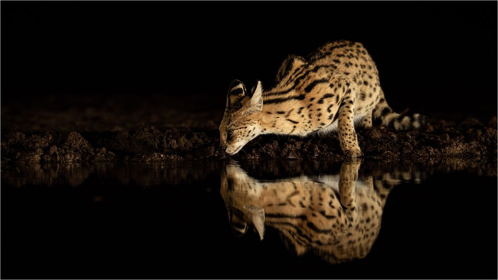 Serval