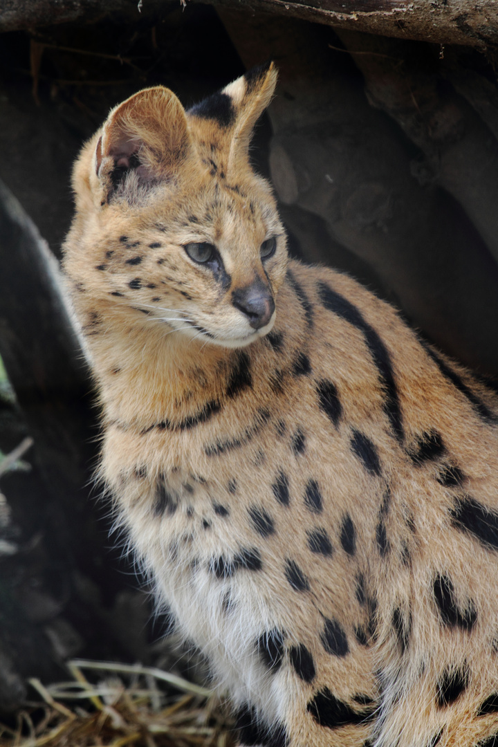 serval .