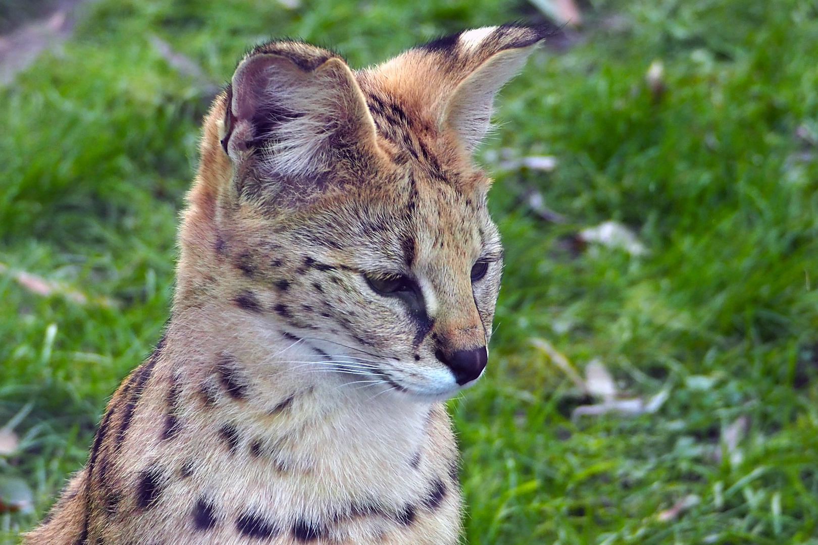 Serval