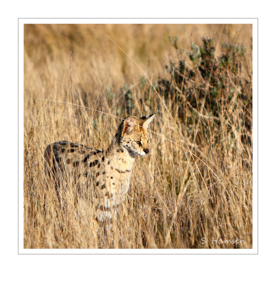 Serval