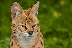 Serval