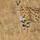 Serval