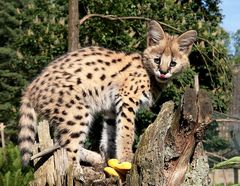 serval