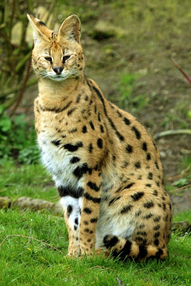 Serval