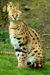 Serval