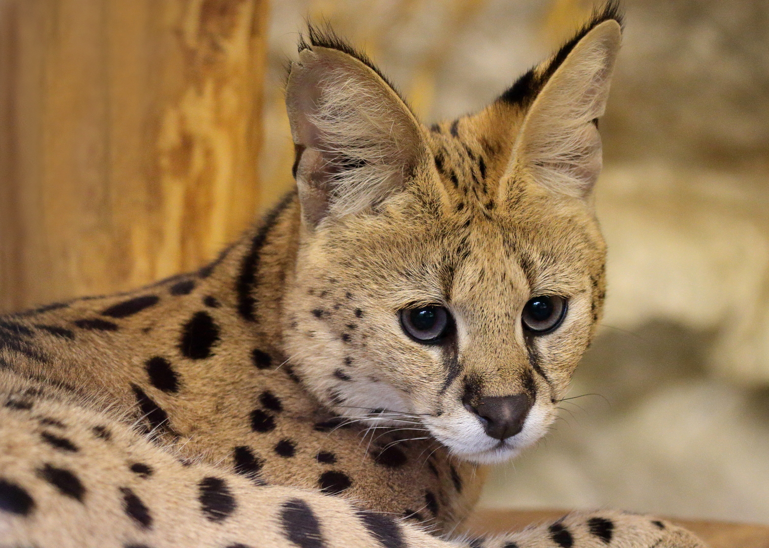 Serval