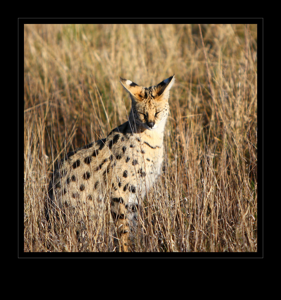 Serval ...