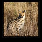 Serval ...