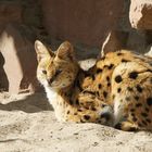 Serval