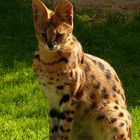 Serval