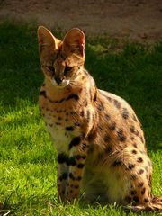 Serval