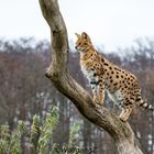 Serval