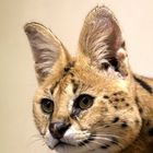 Serval