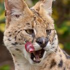 Serval