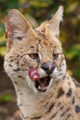 Serval