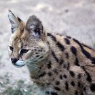 Serval