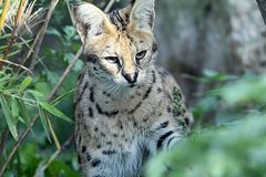 Serval