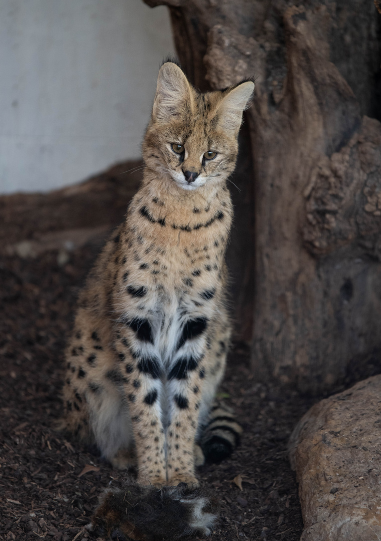 Serval