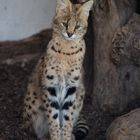 Serval