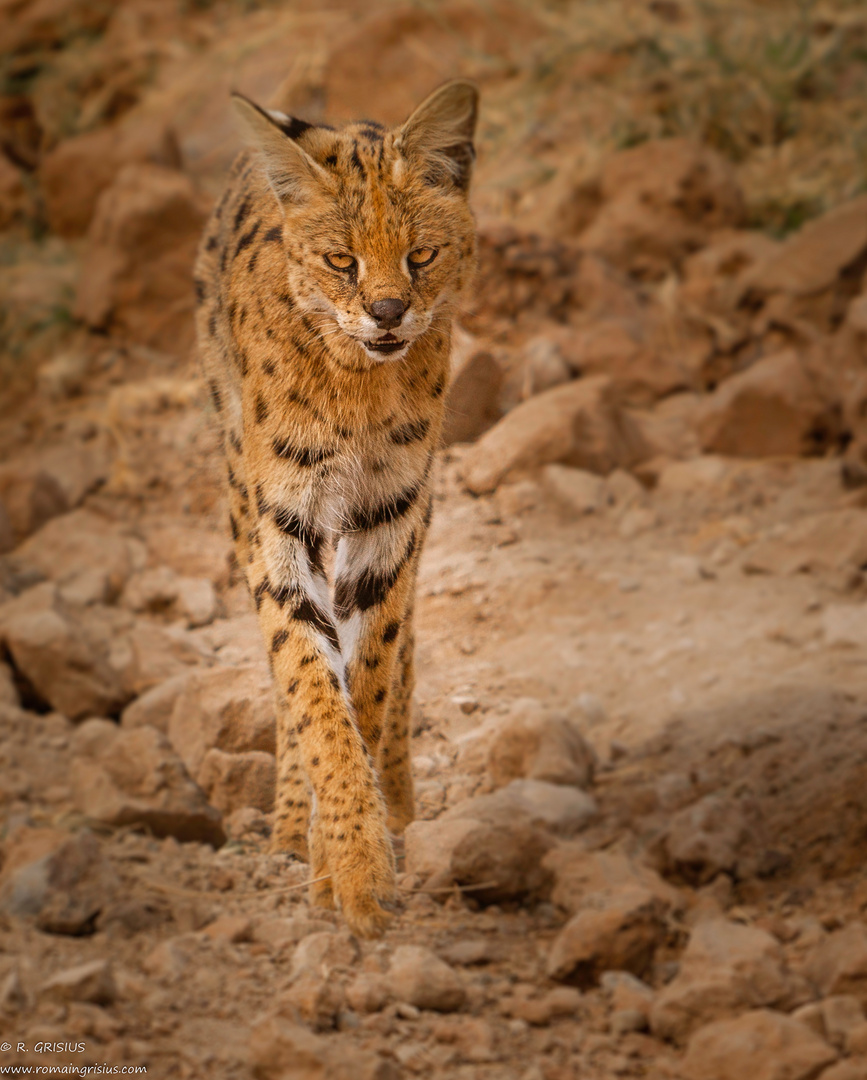 Serval