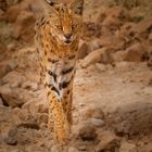 Serval