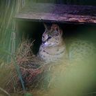 Serval