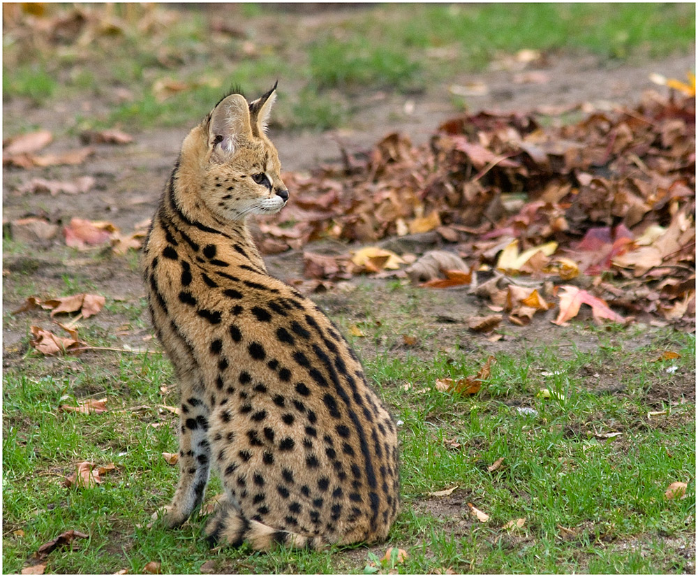 Serval