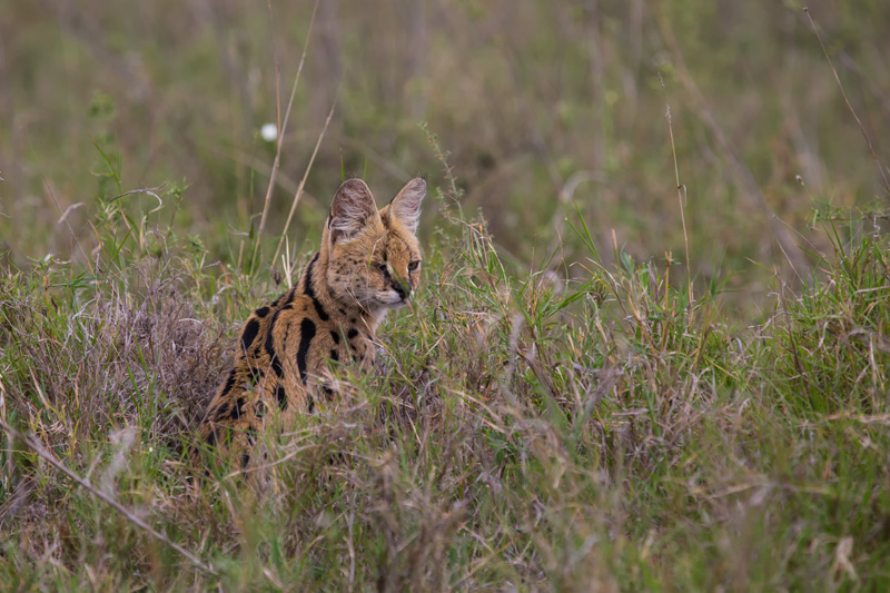 Serval