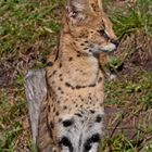 Serval am Ausguck