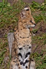 Serval am Ausguck